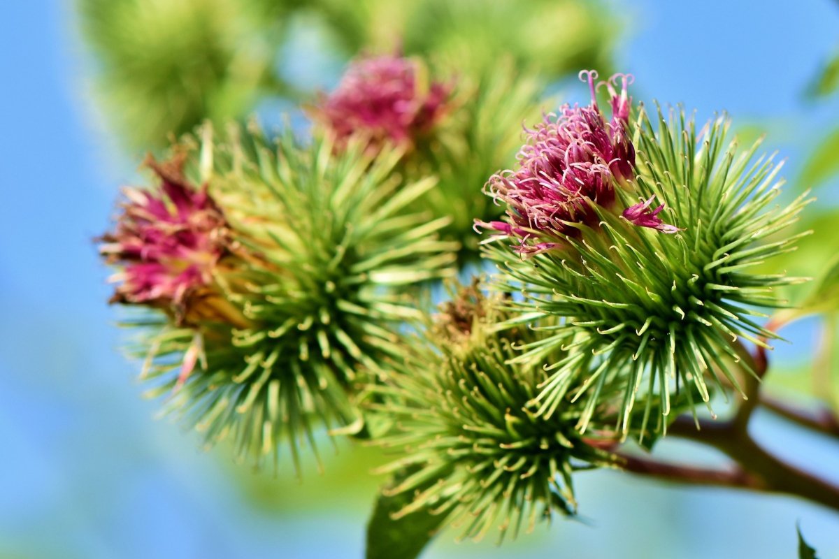 Types Of Root Vegetables With Pictures: Arctium Lappa