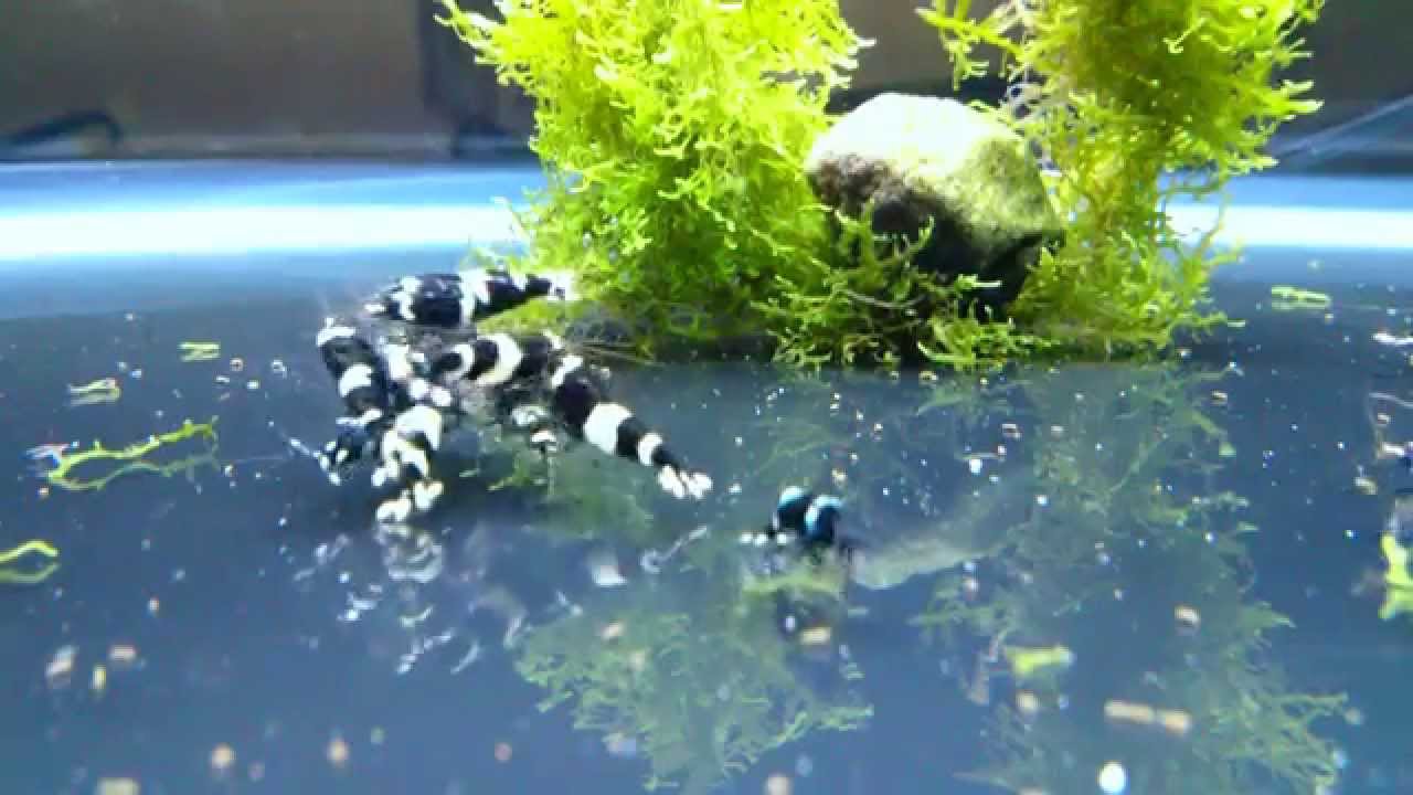 Black King Kong Panda Shrimp