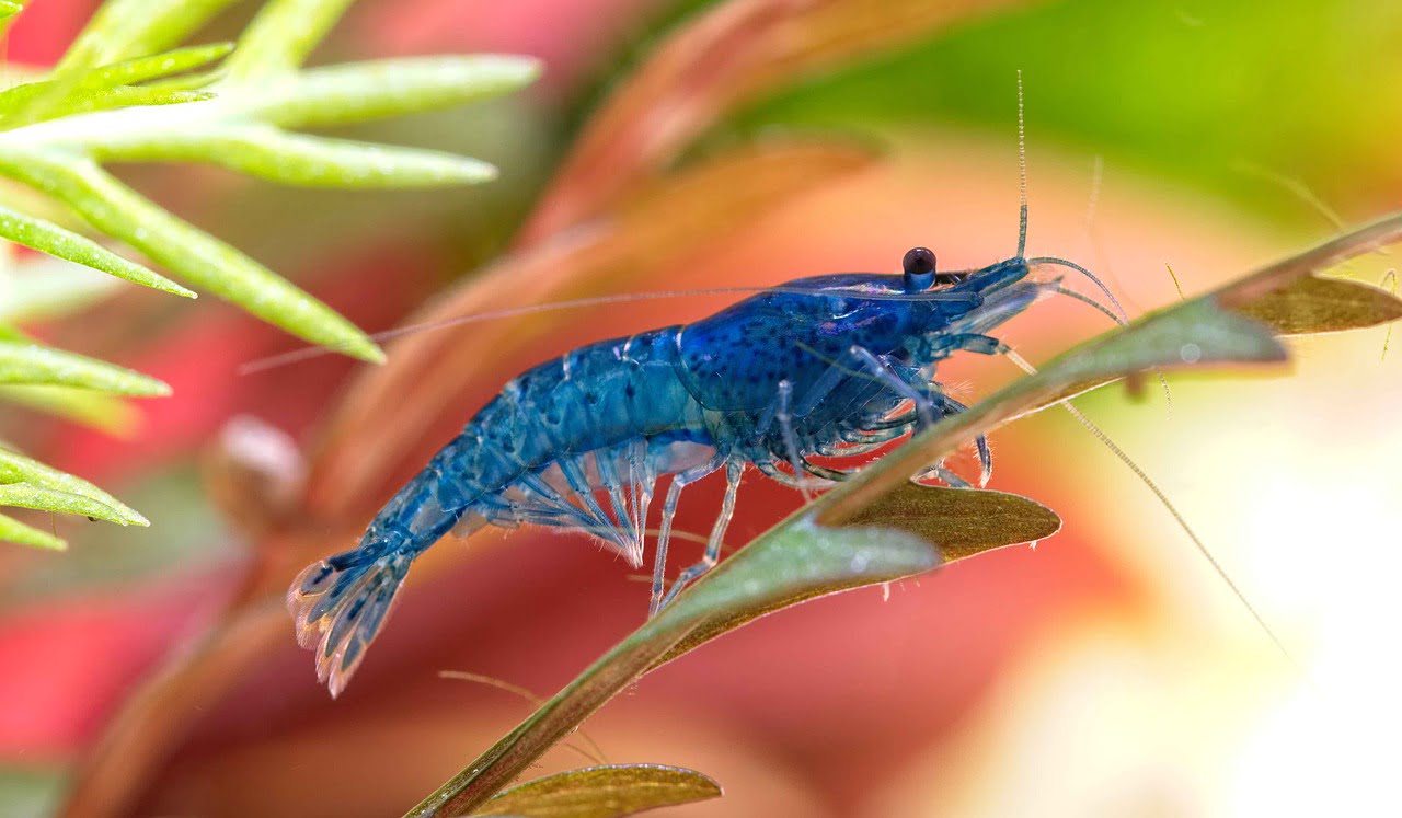 types of shrimp