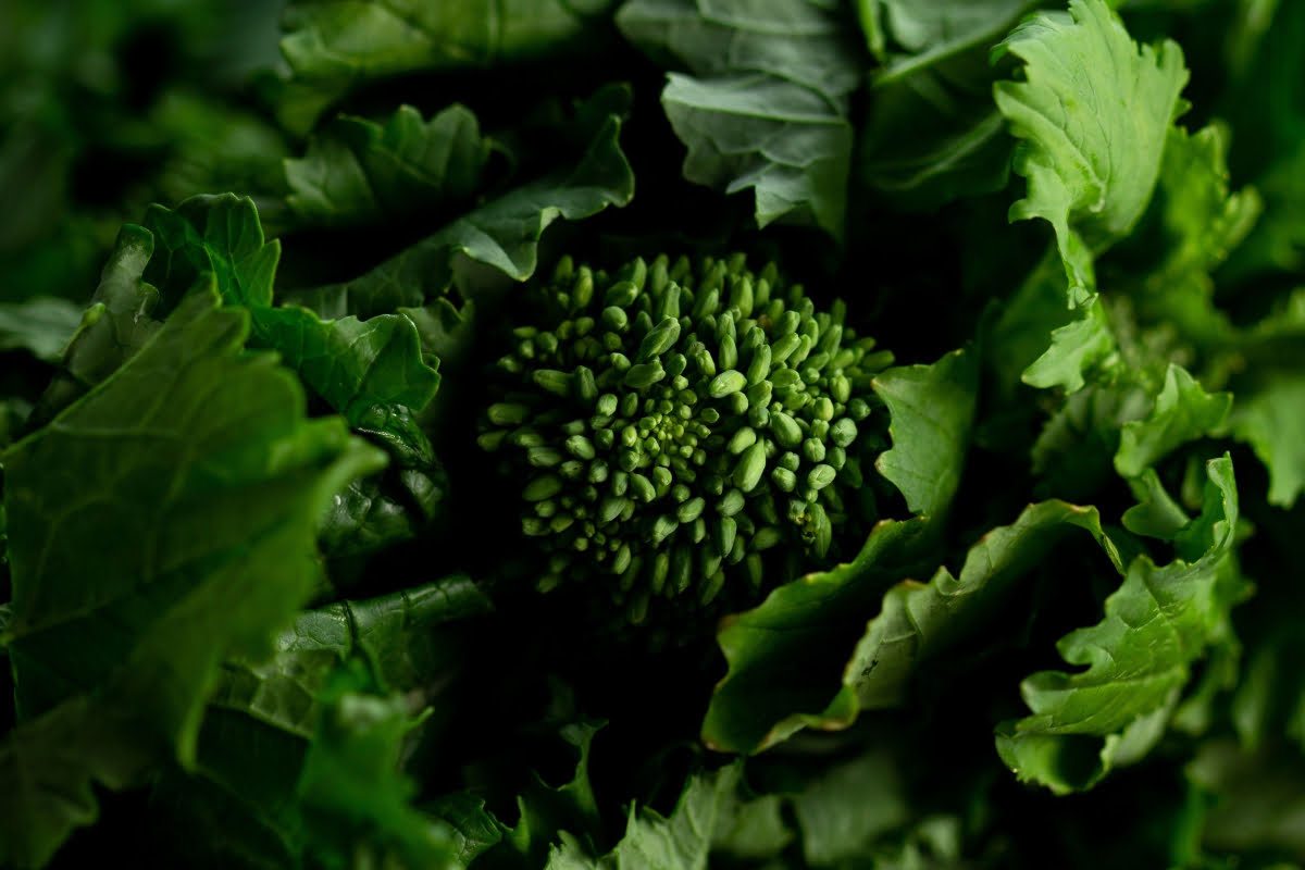 Different Types of Broccoli: Blue Wind Broccoli