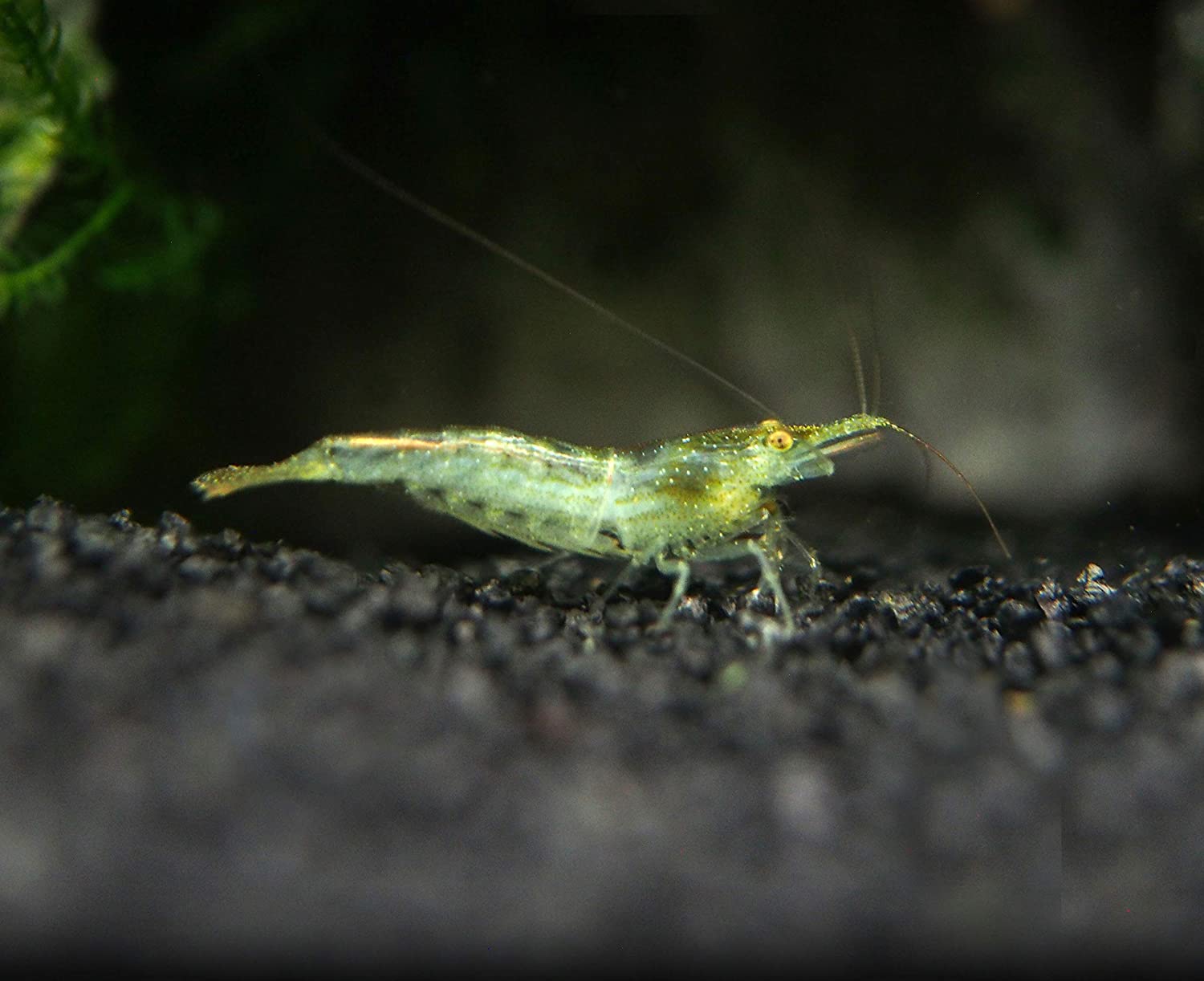 Caridina Babaulti Shrimp