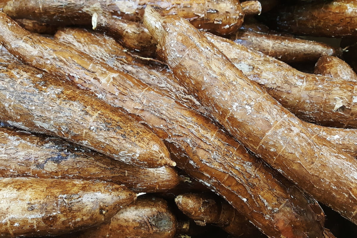 Types Of Root Vegetables With Pictures: Cassava