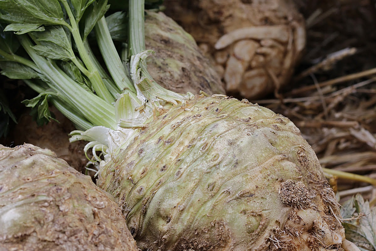 Types Of Root Vegetables With Pictures: Celeriac