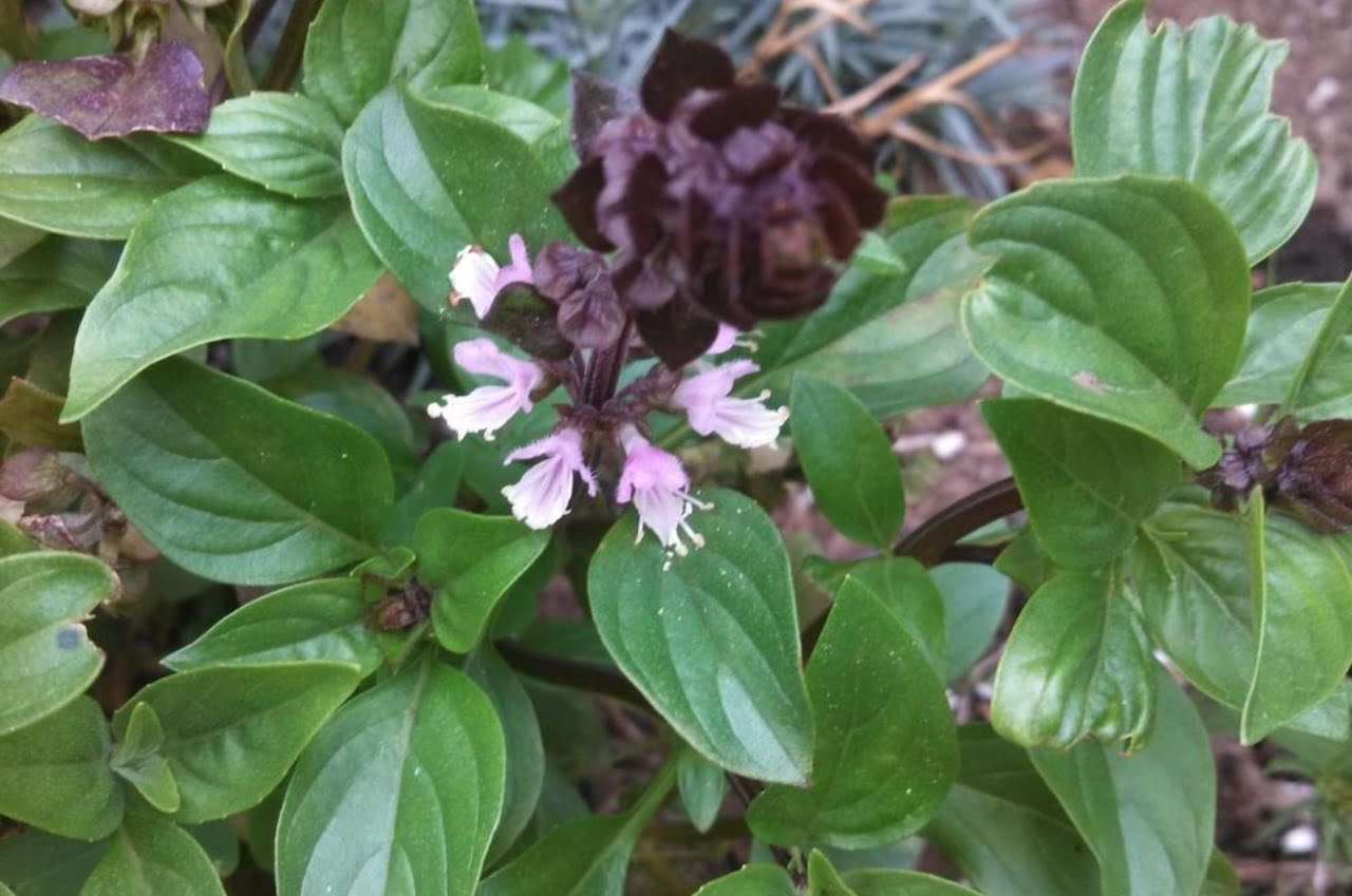 types of basil: Christmas Basil