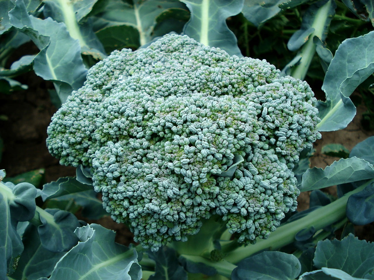 Different Types of Broccoli: de cicco heirloom broccoli