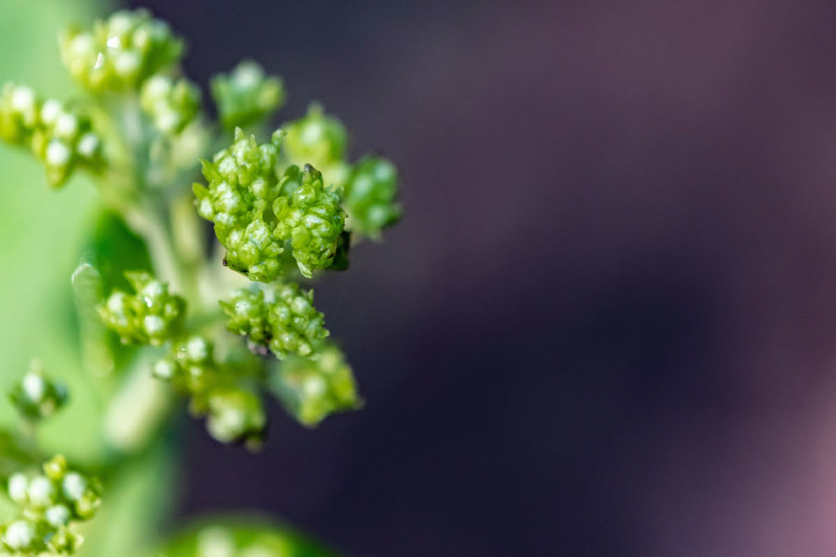 Different Types of Broccoli: Express Broccoli