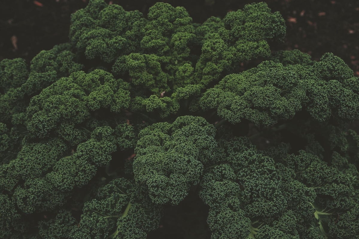 Different Types of Broccoli: fiesta broccoli