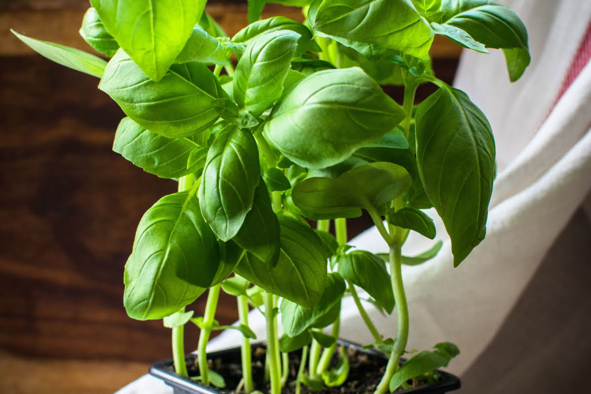 Types of Basil: Genovese Basil