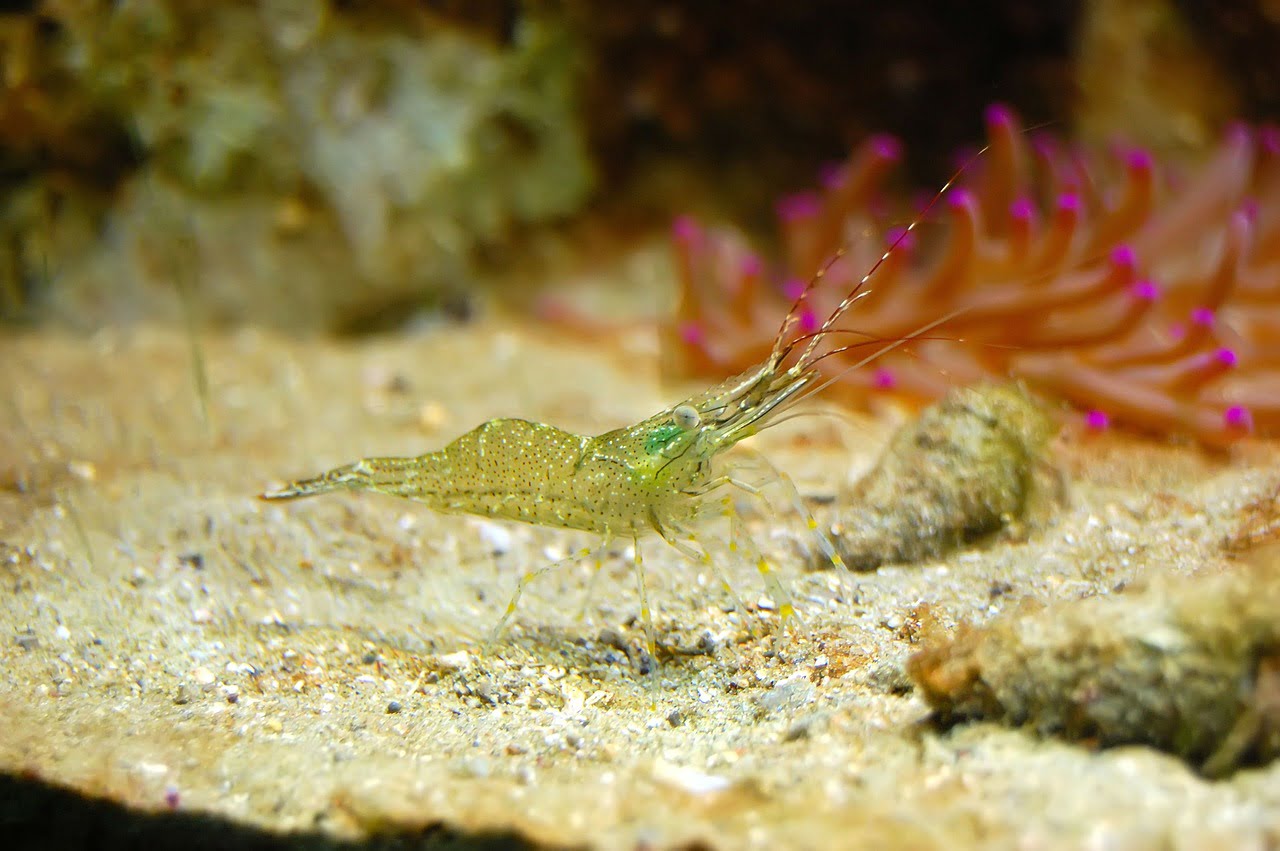 Glass or Ghost Shrimp