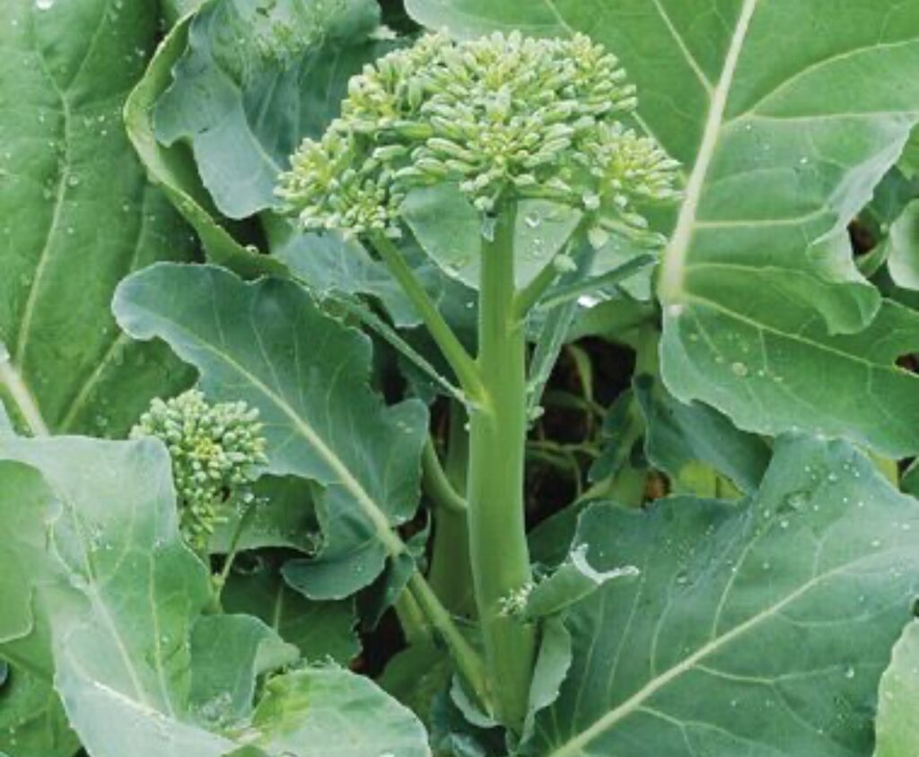 20 Different Types of Broccoli Get Healthy Stay Healthy