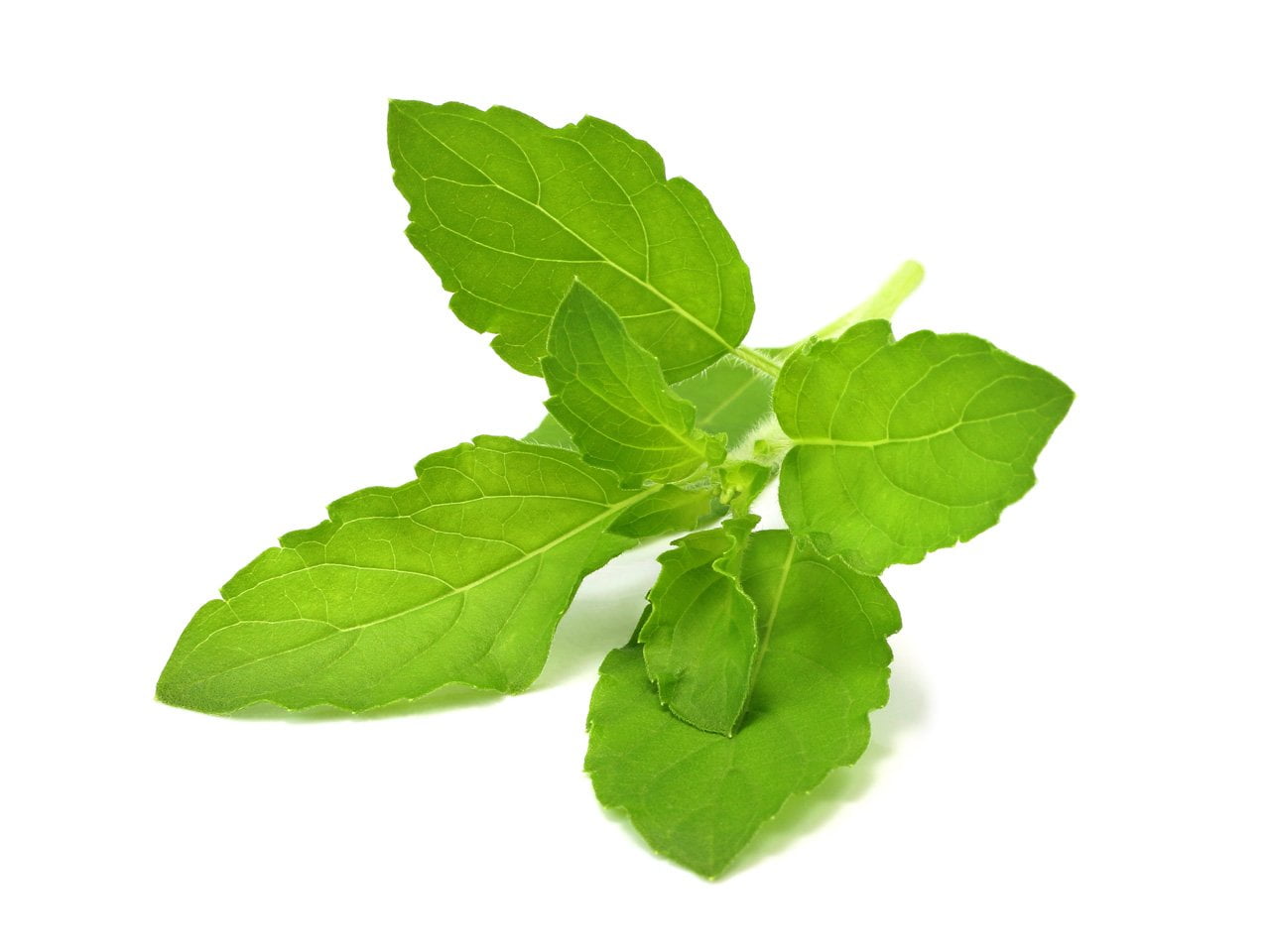 Types of Basil: Italian Large Leaf Basil