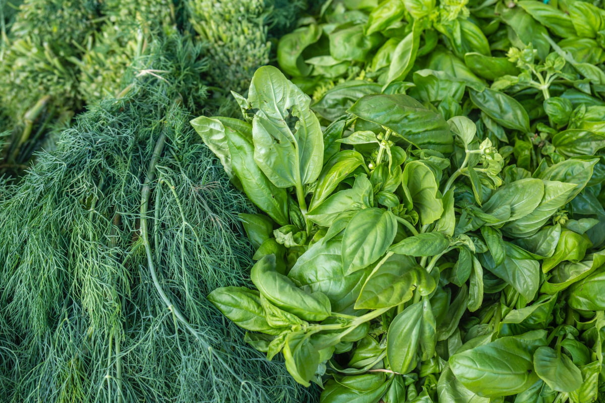 types of basil: Italian Large Leaf Basil