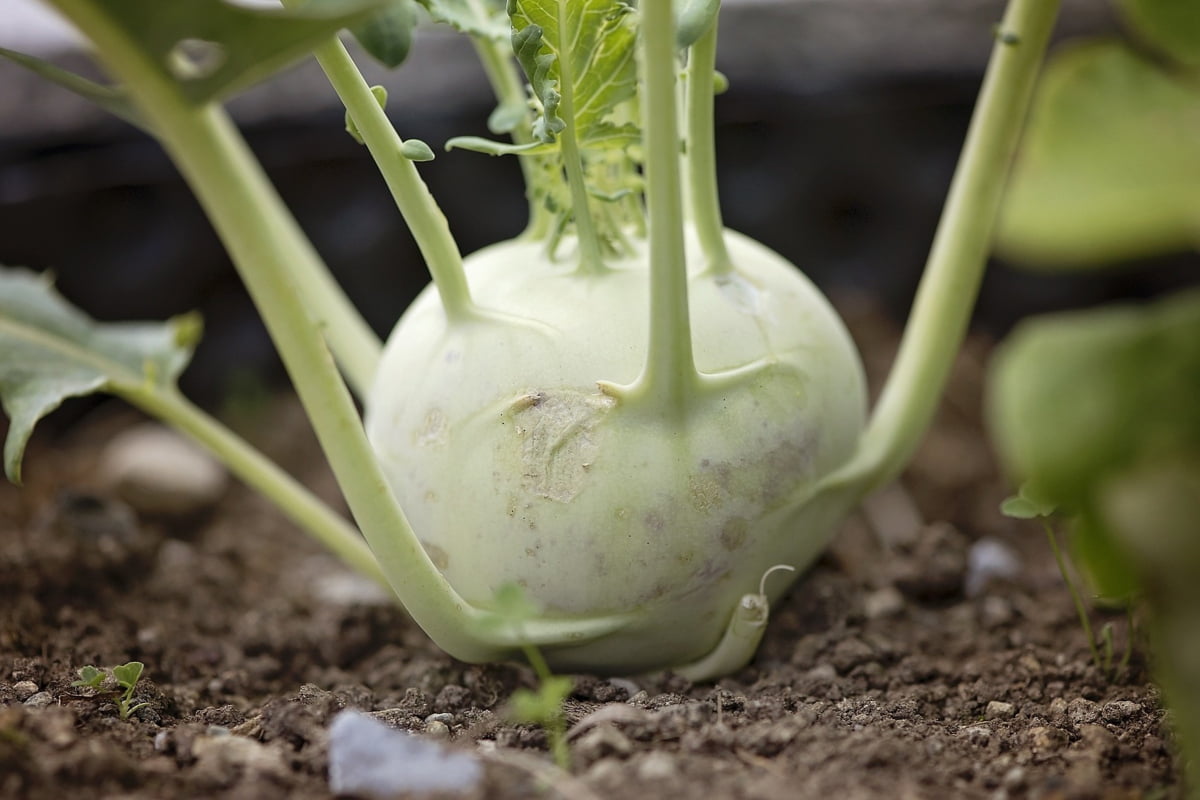 Types Of Root Vegetables With Pictures: Kohlrabi