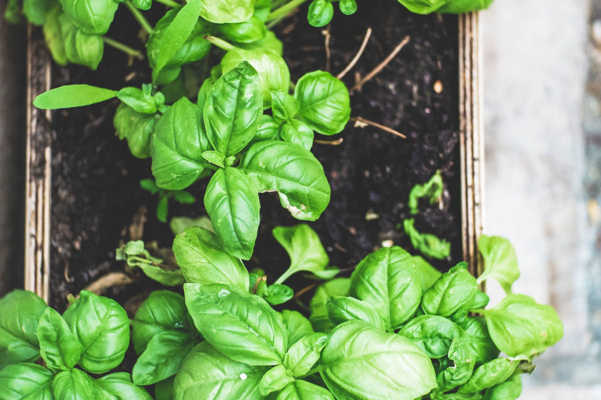 types of basil: Lemon Basil