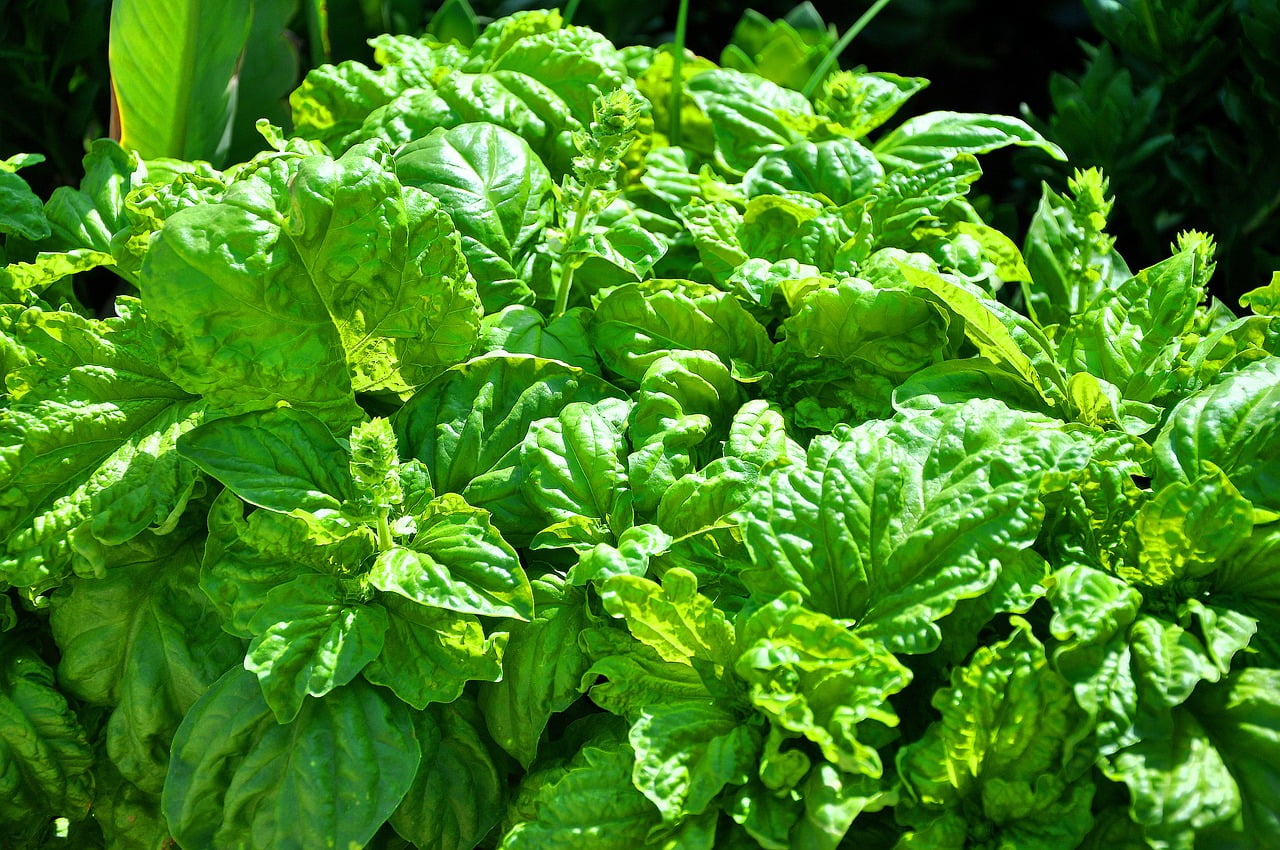 Types of Basil:Lettuce Leaf Basil