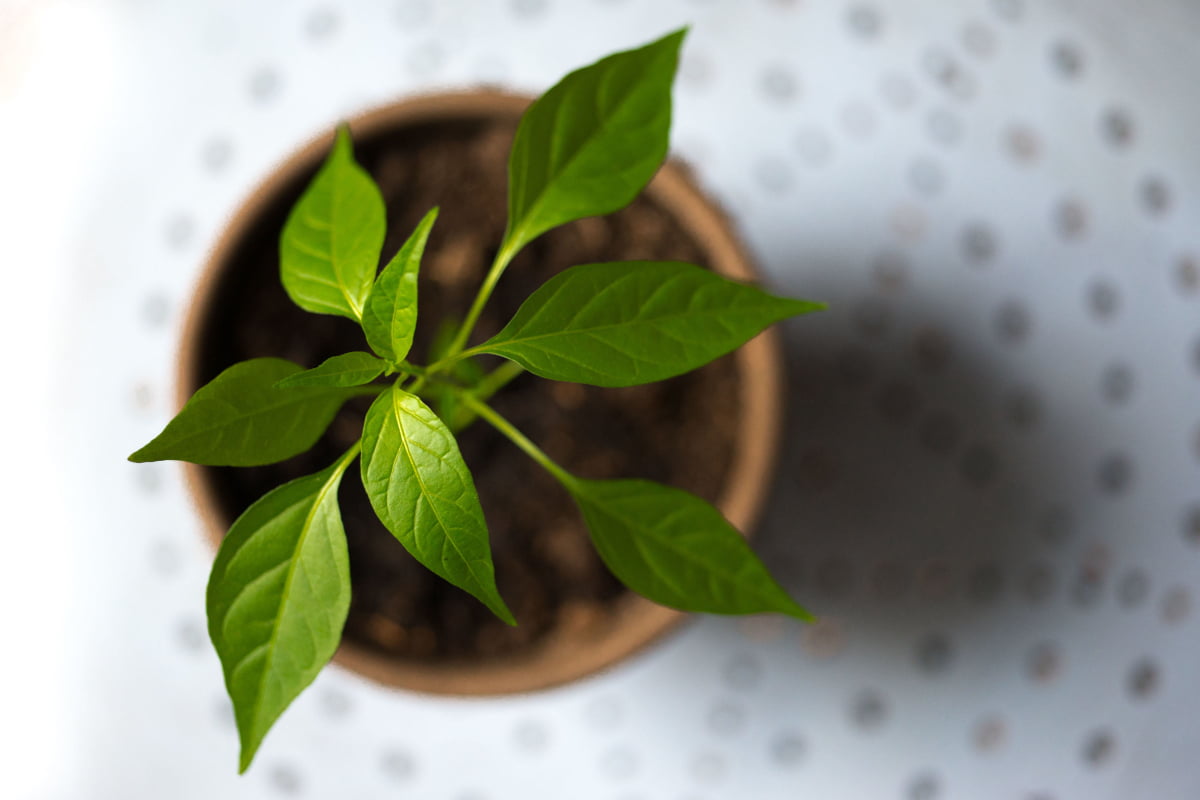 Types of Basil: Lime Basil