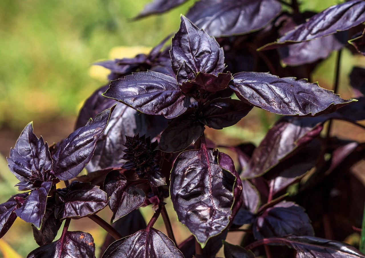 Types of Basil: Purple Ruffles Basil