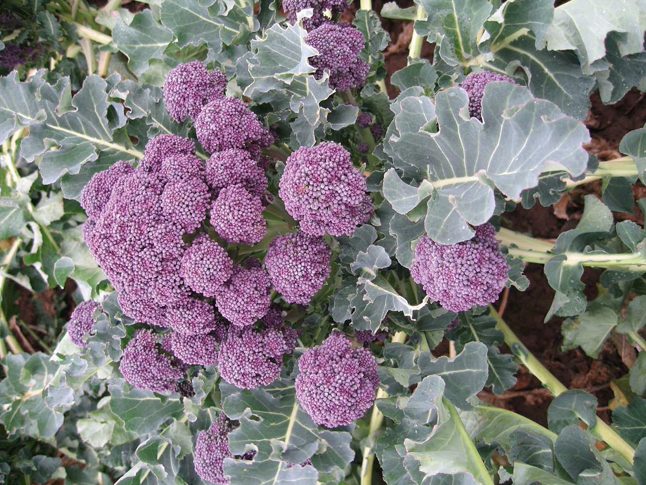 Different Types of Broccoli: Santee Broccoli