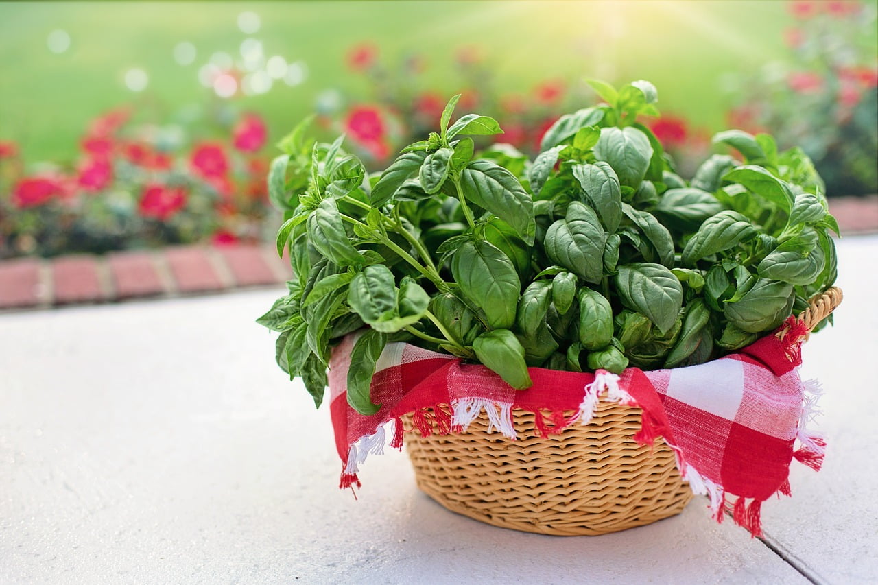 Types of Basil: Spicy Bush Basil