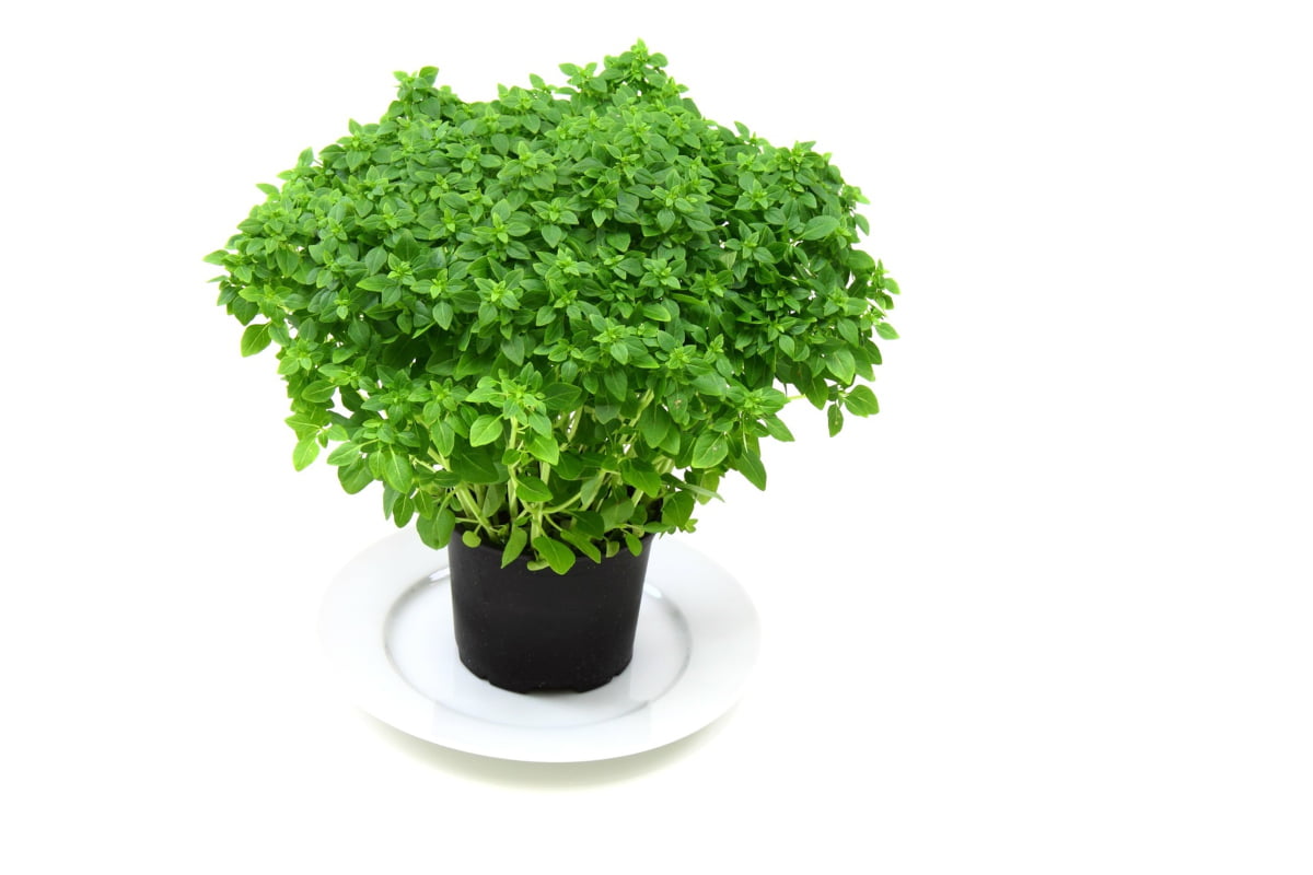 Types of Basil: Spicy Globe Basil