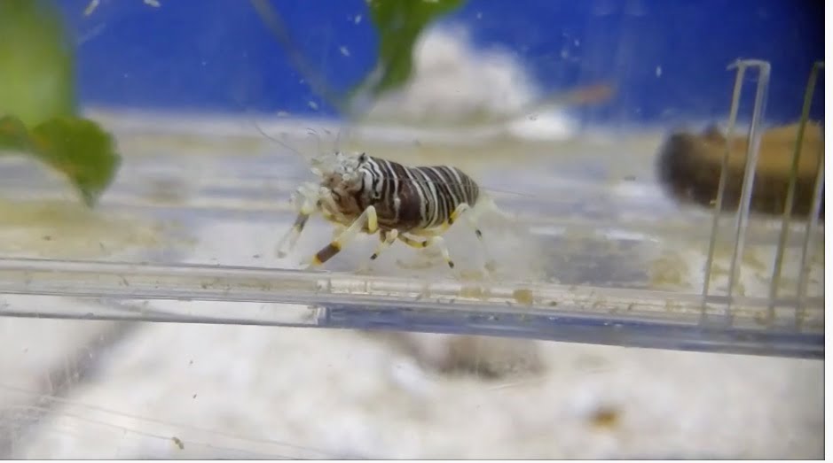 Striped Harlequin or Bumblebee Shrimp