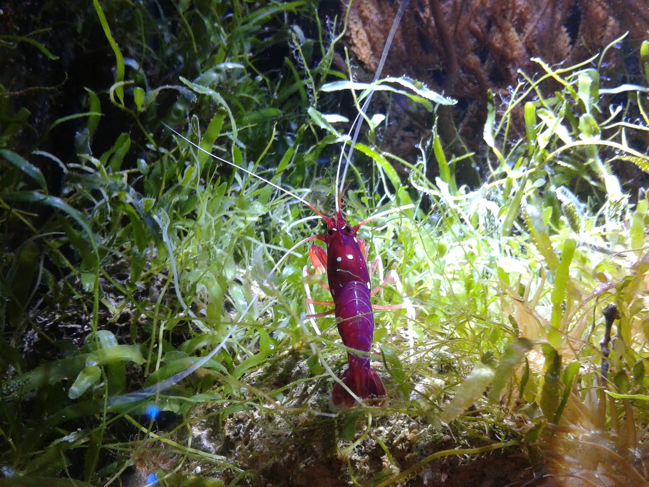 Sulawesi Cardinal Shrimp