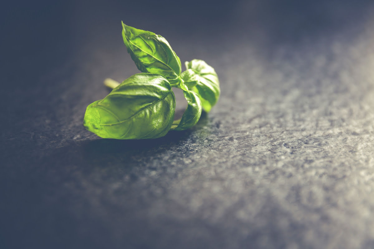 Types of Basil: Sweet Basil