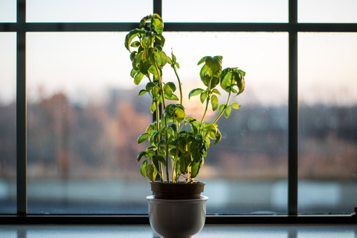 Types of Basil