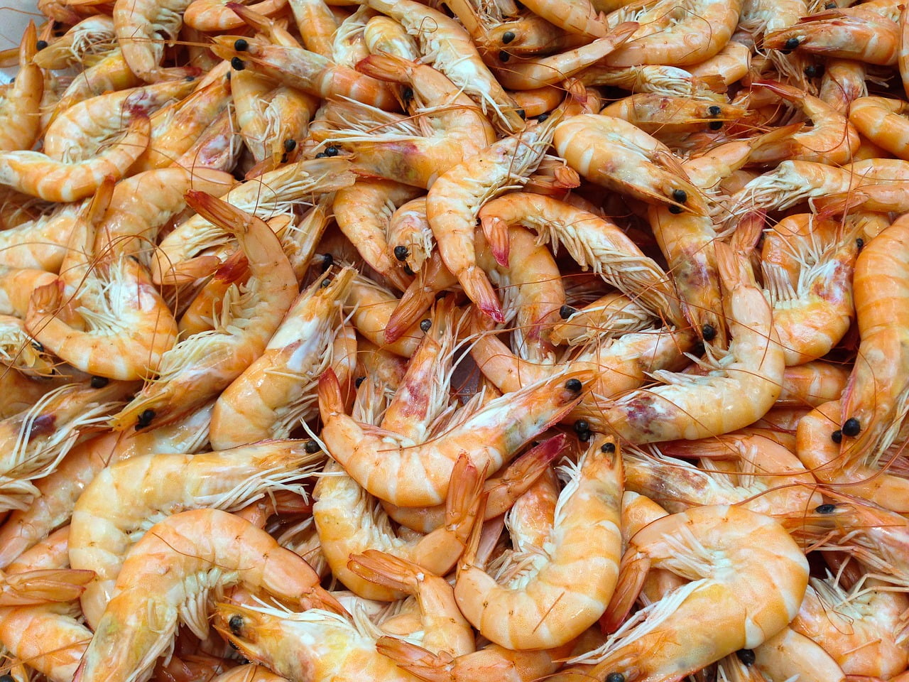 types of shrimp