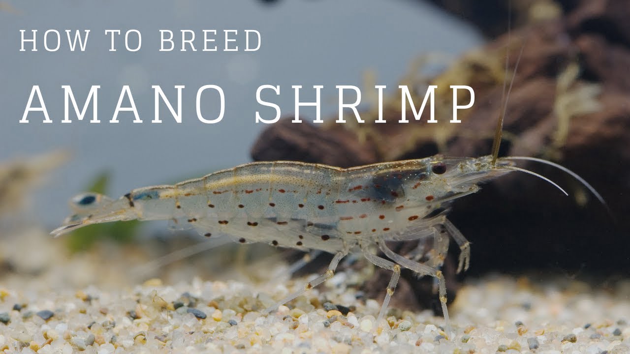 Amano Shrimp