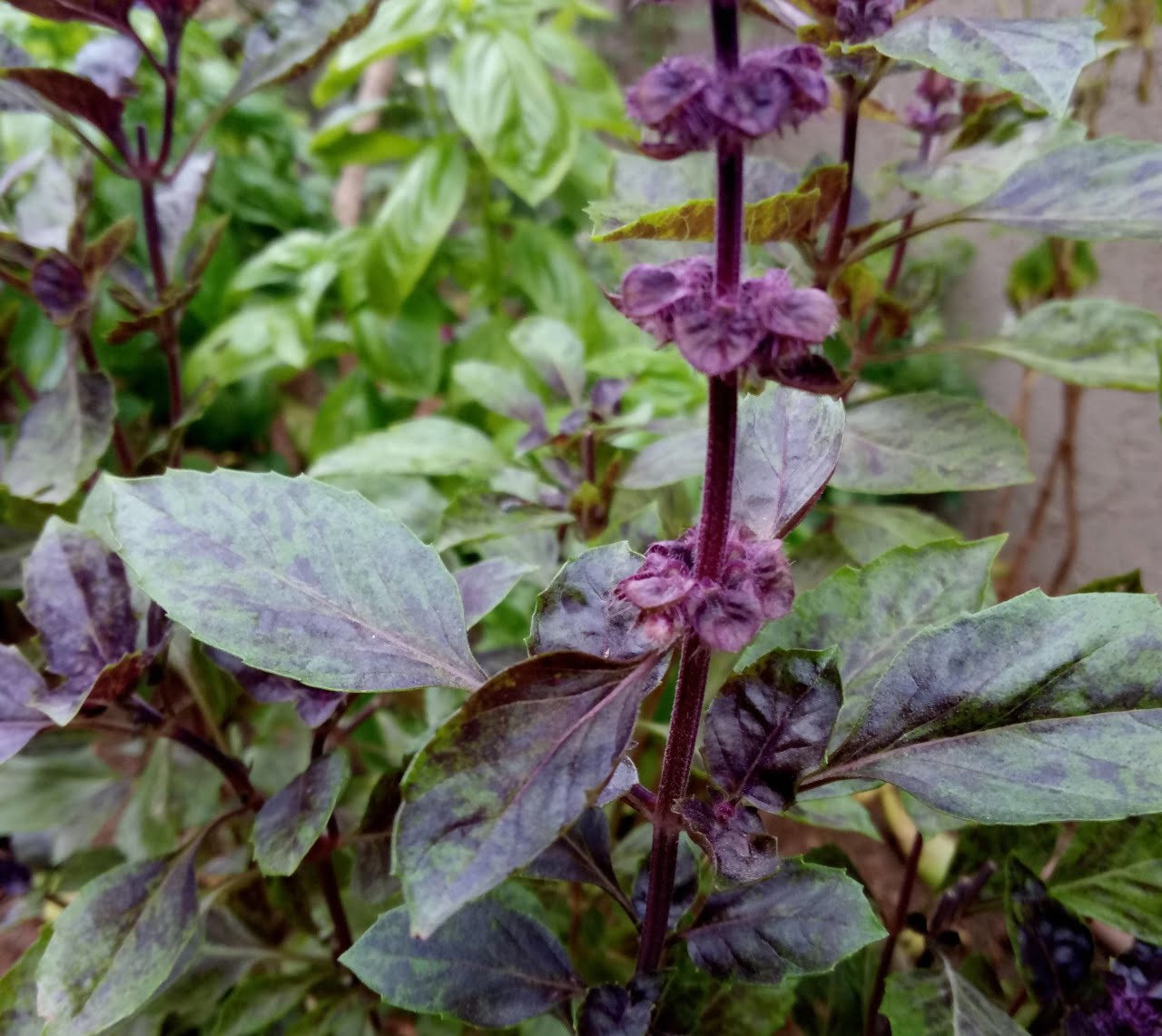 types of basil: Ararat Basil