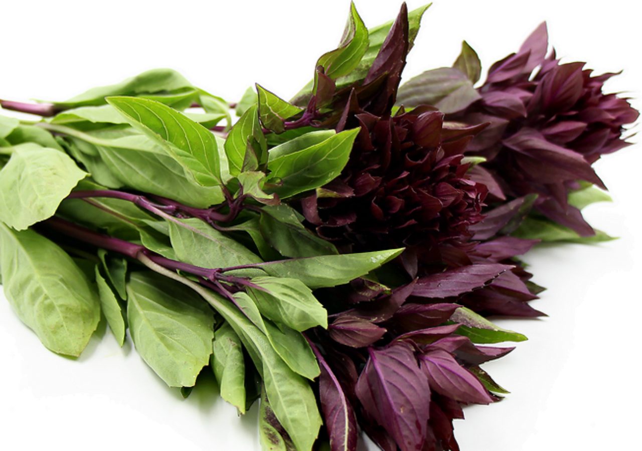 types of basil: Cardinal Basil