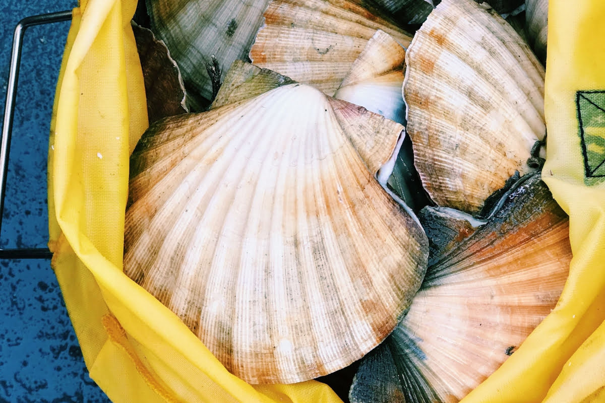 types of shellfish: clams