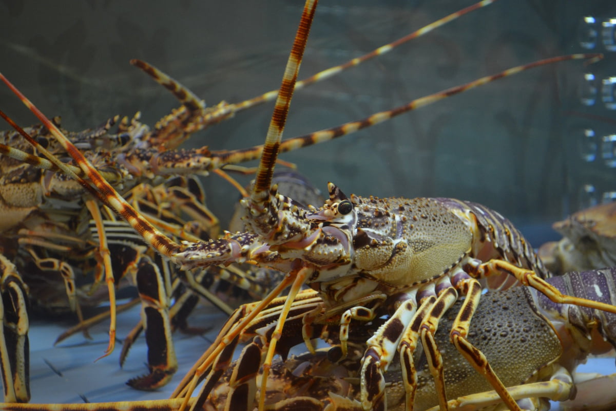 types of shellfish: Crayfish or Crawfish