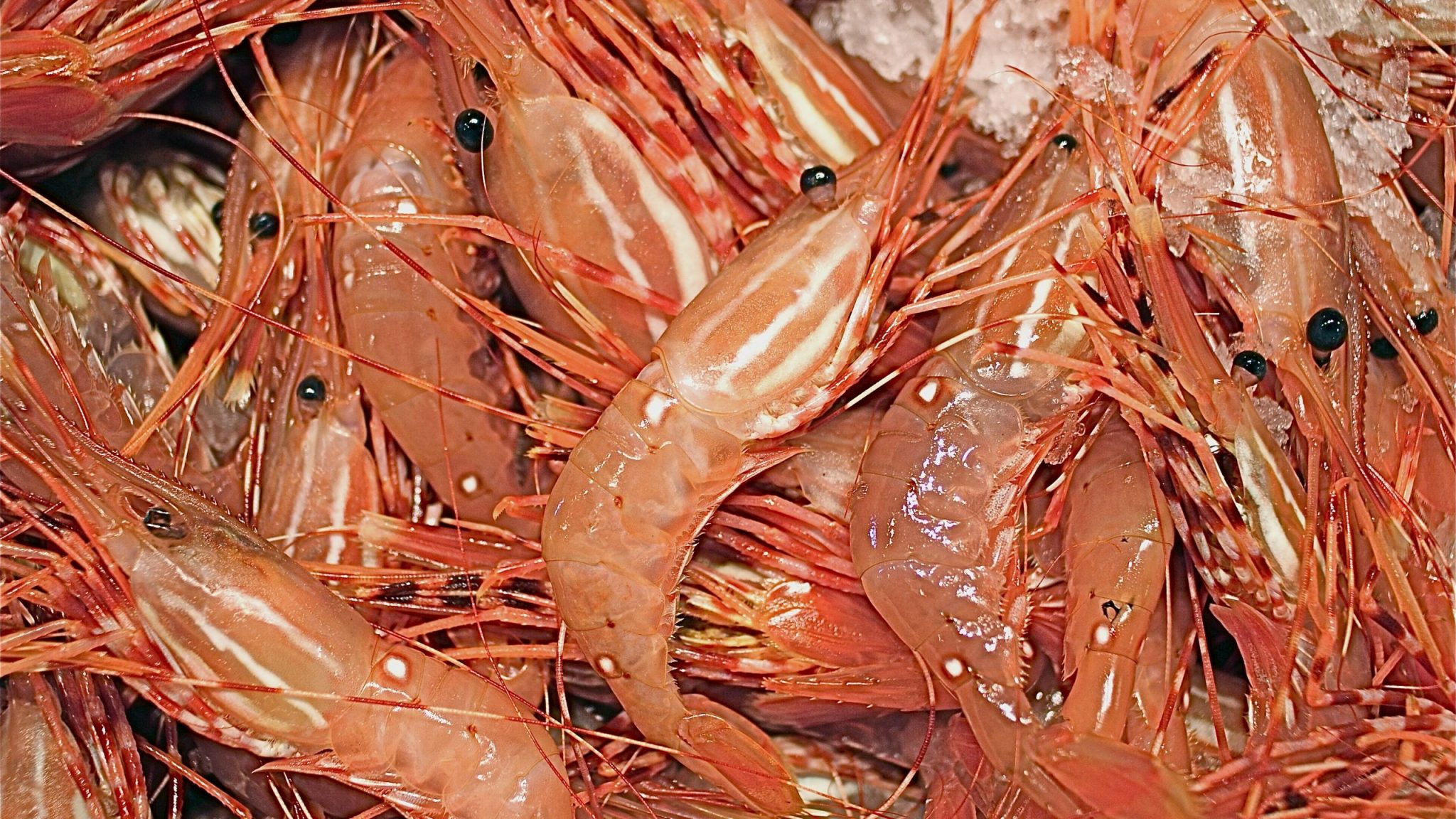 types of shrimp